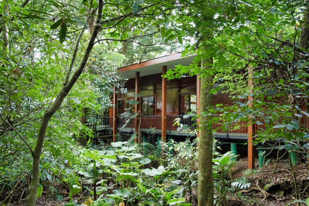 uma casa na floresta com árvores em Jaguarundi Lodge - Monteverde em Monteverde
