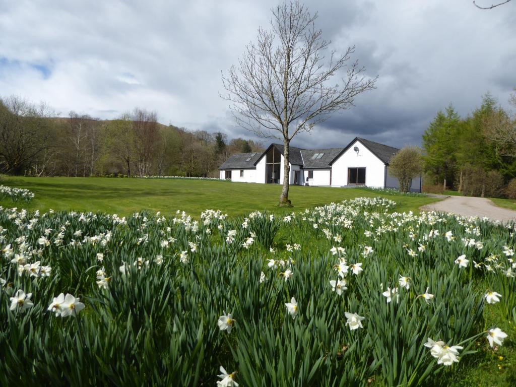 a field of daffodils in front of a white house at Powdermills B & B in Inveraray