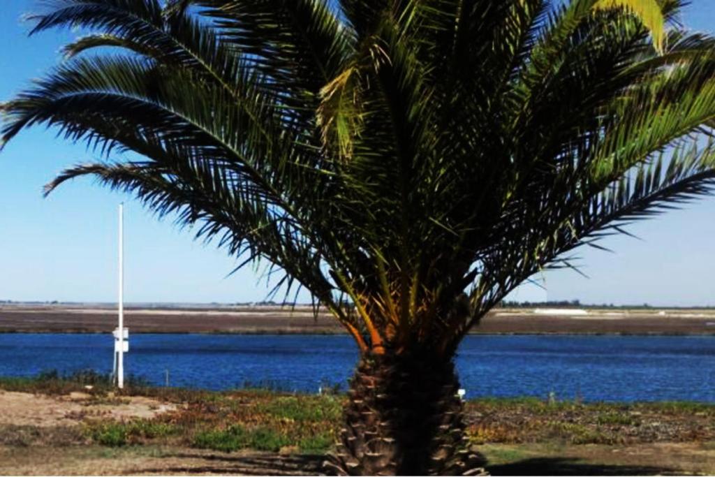 a palm tree in front of a body of water at Kingfisher by the river - self catering in Velddrif