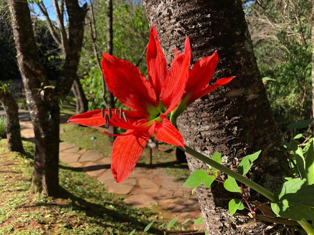  Pousada A Rosa e o Rei
