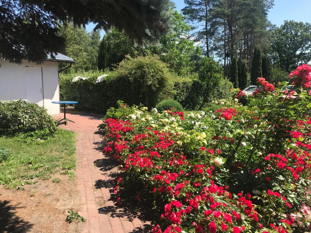 a garden with red and white flowers and a bench at Ranczo Róż Wi-Ta in Przytór