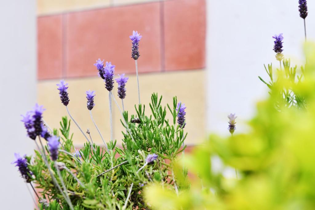 Zahrada ubytování Casa Piganò
