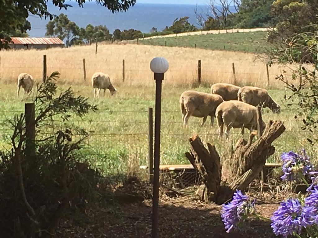 a herd of sheep grazing in a field at Cape View B and B in Table Cape