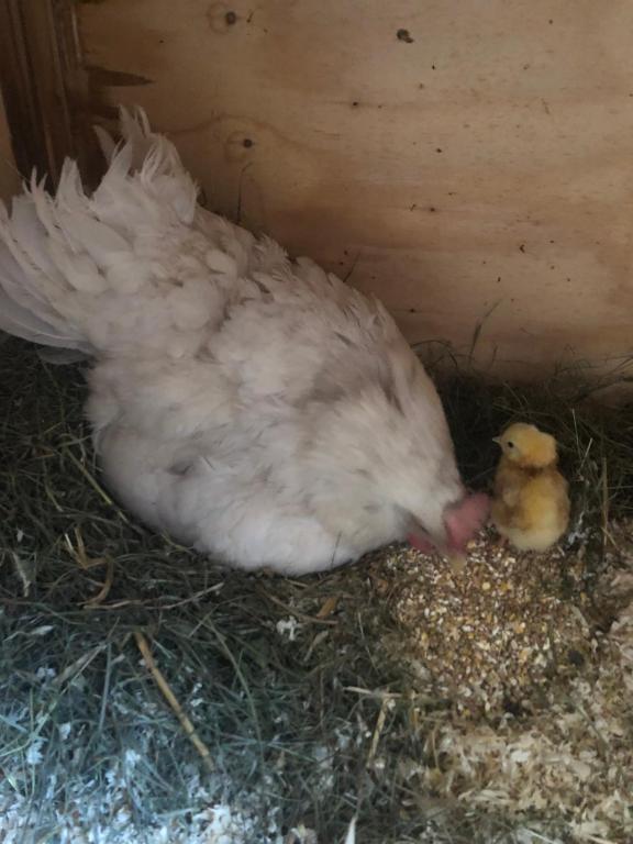 Állatok az apartmanban vagy a közelben