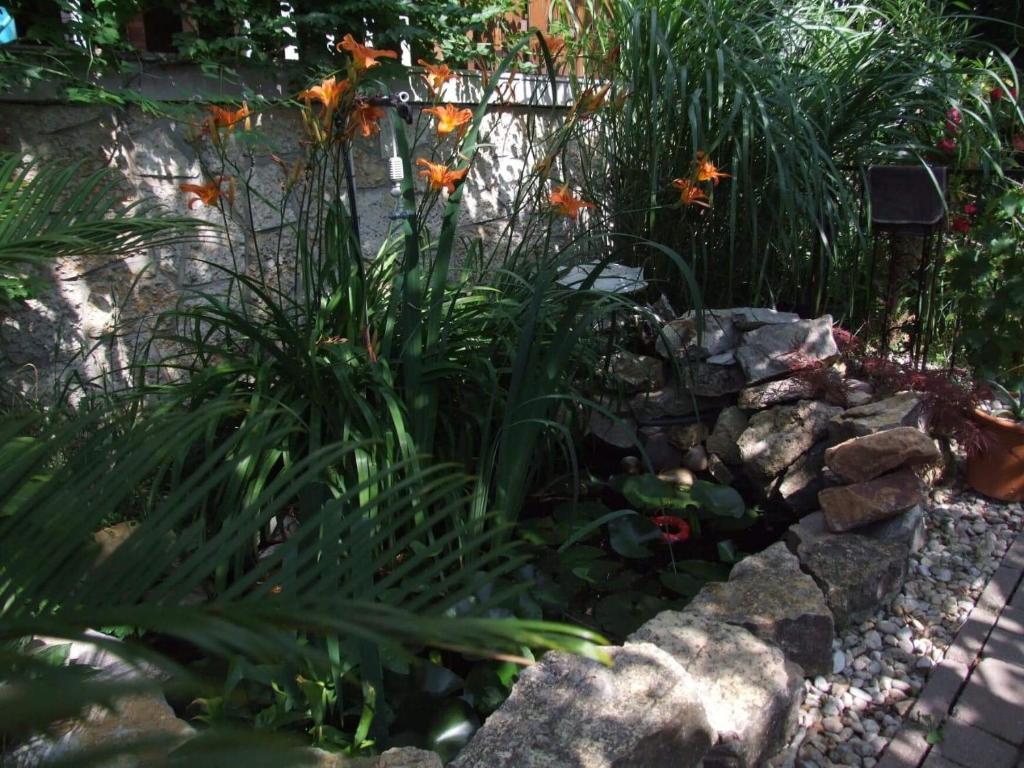 Zahrada ubytování Orchidea Apartman