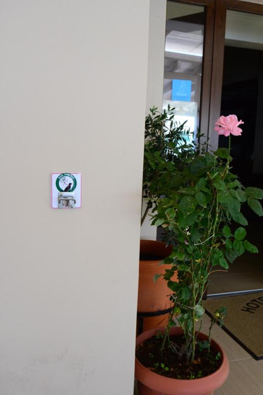 a pink flower in a pot next to a plant at Sappho Hotel in Skala Eresou