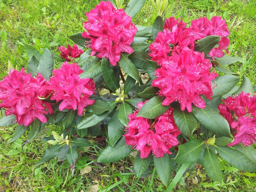 Penzion Piano Ranch - 14