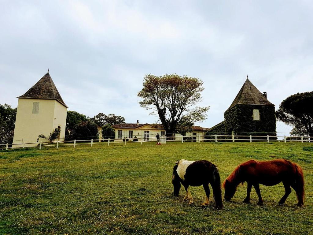 two horses grazing in a field in front of a house at La Jouissiere in Soulignac
