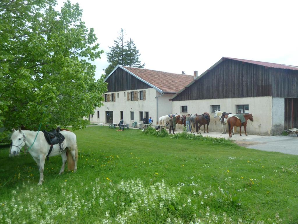 un groupe de chevaux debout dans l'herbe devant un bâtiment dans l'établissement Auberge Le Sillet, à Longcochon