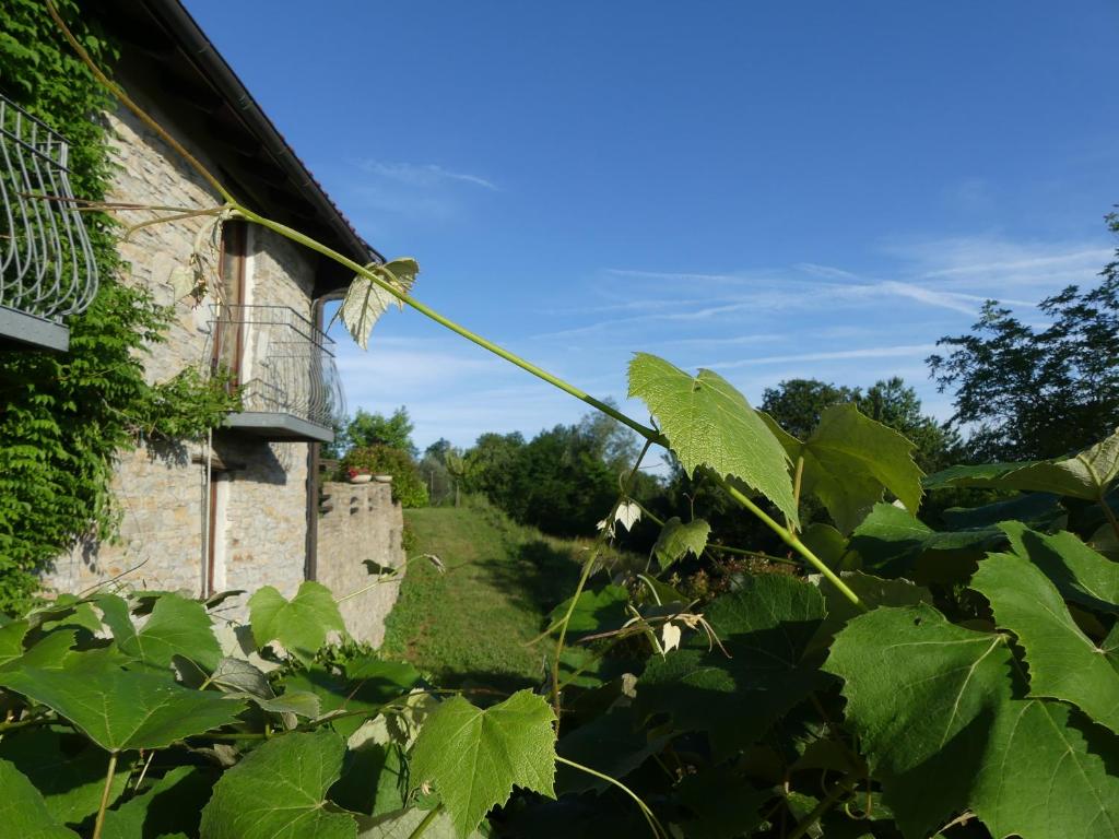 Ogród w obiekcie Buchere Ville