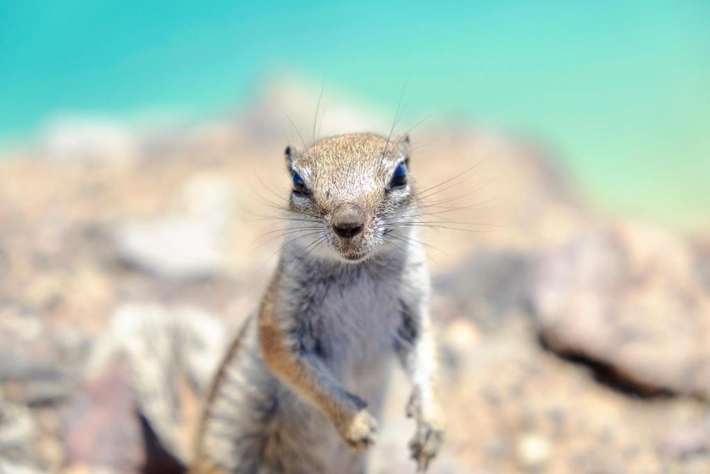 a squirrel standing on top of some rocks at AVANTI Lifestyle Hotel - Only Adults in Corralejo