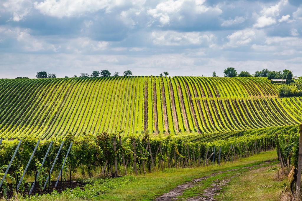 a vineyard with a dirt road in the middle of a field at Apartmánek Patricie room with kitchenette suitable for 2 adults and 2 children in Mikulov
