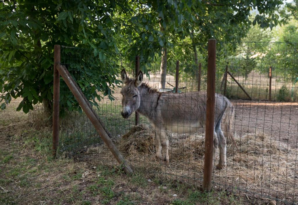 Zwierzęta w gospodarstwie agroturystycznym lub w pobliżu