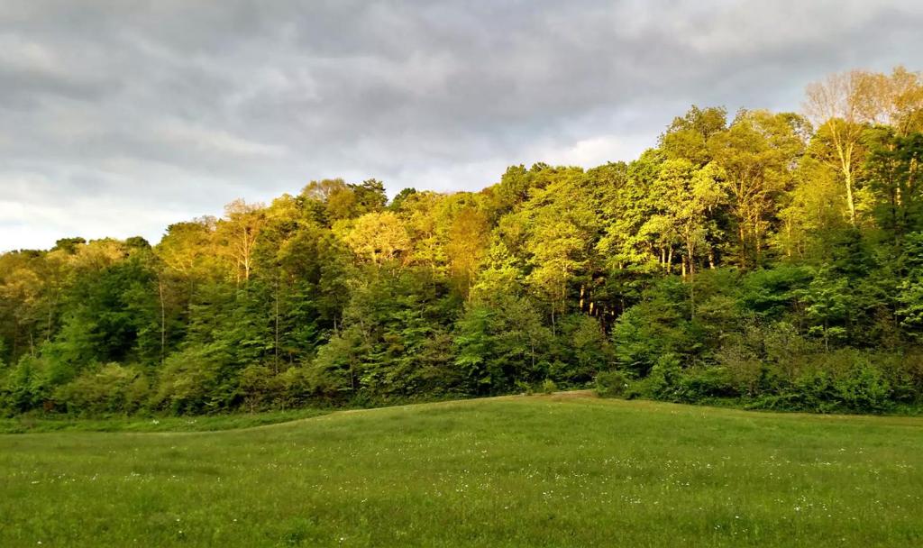 a lush green field with trees in the background at Altenbrauch Farm - Camping in the Hocking Hills in McArthur