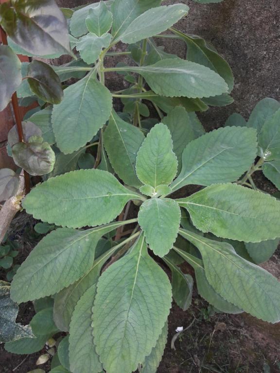  Apartamento em Ubatuba Ville II