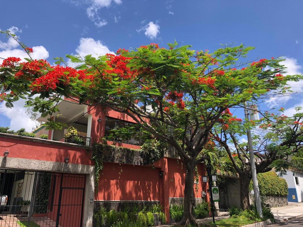 un árbol con flores rojas al lado de un edificio en Hotel Arbol de Fuego, en San Salvador