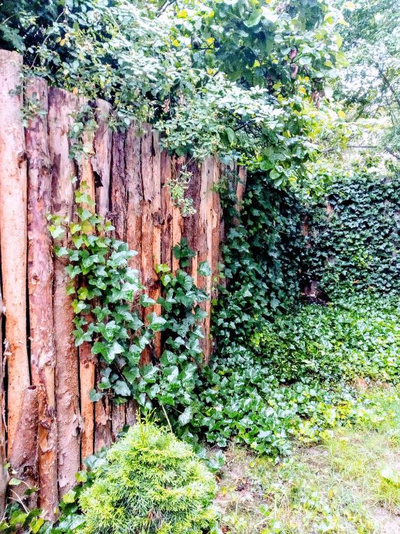 A garden outside Black&Red Apartment