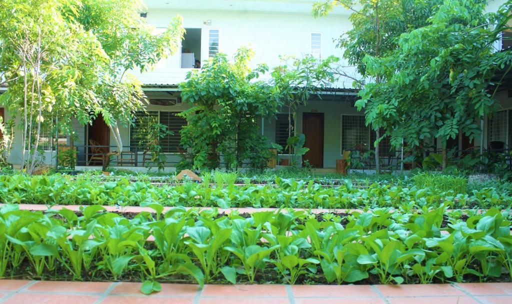 a garden in front of a house with green plants at My Parents Guesthouse in Kampot