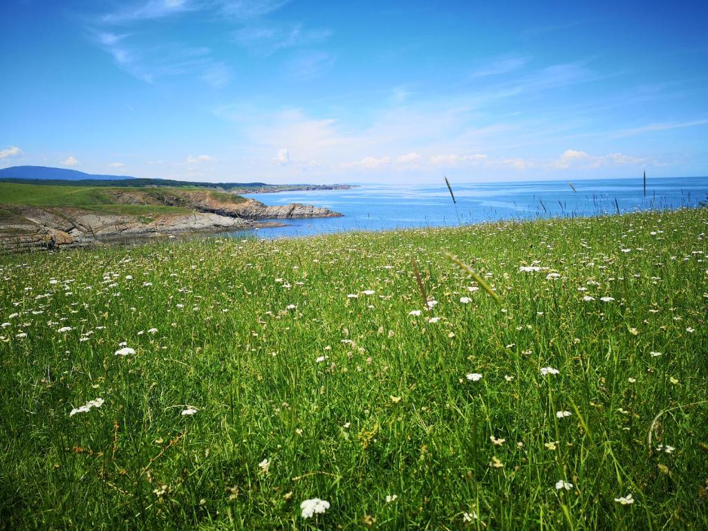 a field of green grass with white flowers and the ocean at Amour bleu - Синя Лю-Бо-В in Sinemorets