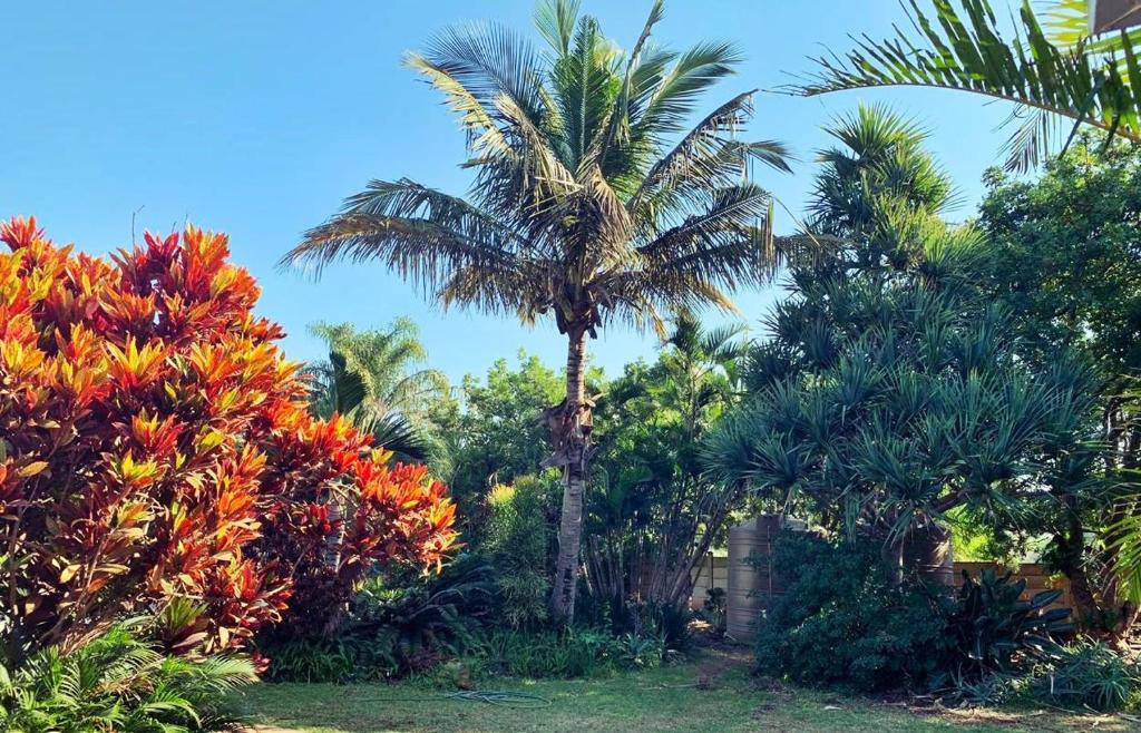 a palm tree in the middle of a garden at The Wilds Guest House in Hluhluwe