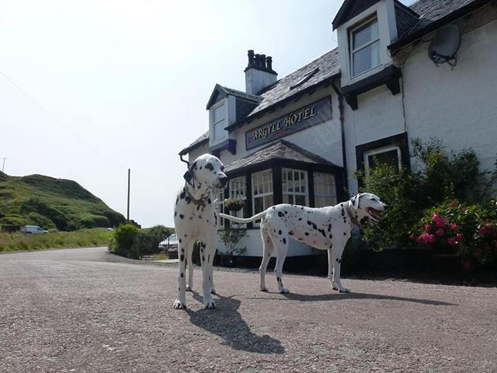 dos perros están parados frente a un edificio en Argyll Hotel, en Bellochantuy