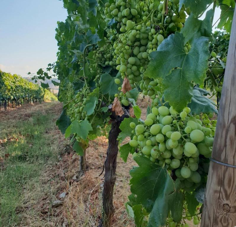 Fotografie z fotogalerie ubytování Agriturismo Diaccialone v destinaci Istia dʼOmbrone