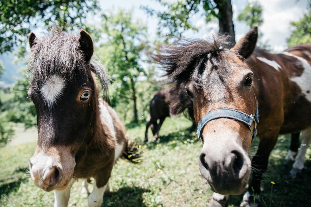 Zvieratá v apartmáne alebo blízkom okolí