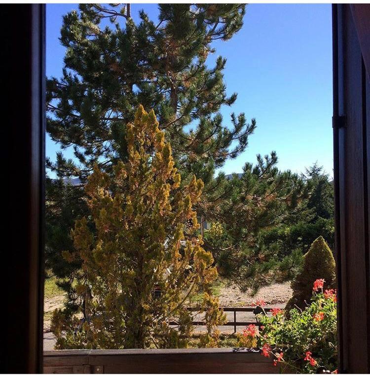 Ogród w obiekcie B&B IL PINO