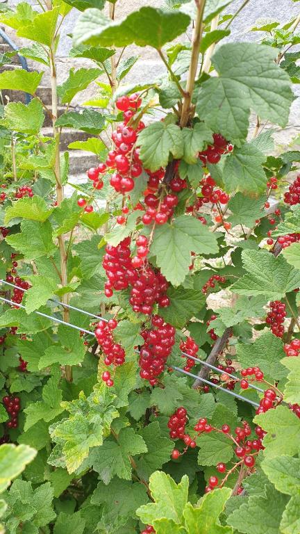 Zahrada ubytování Casa Nova Agroturismo
