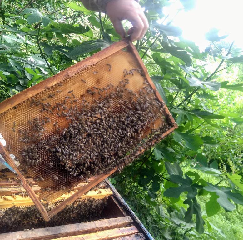 Fotografie z fotogalerie ubytování Beehives v destinaci Kutaisi