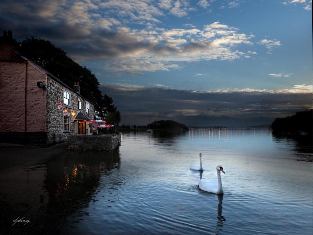 twee zwanen zwemmen in een waterlichaam bij The Wilcove Inn in Torpoint