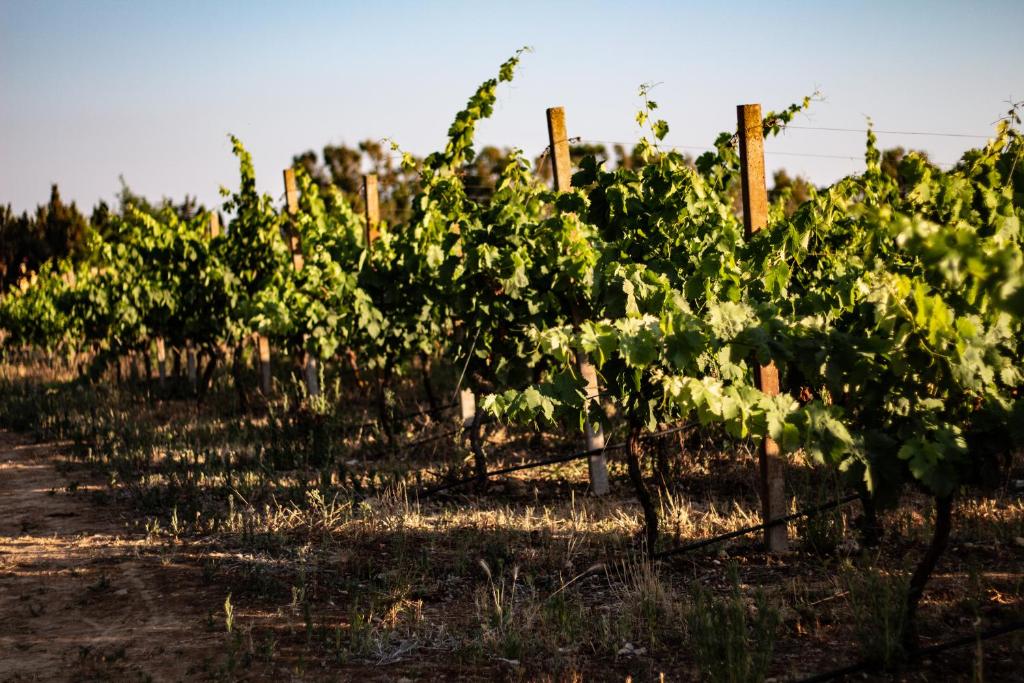 Fotografie z fotogalerie ubytování THE VINEYARDS v destinaci Alghero