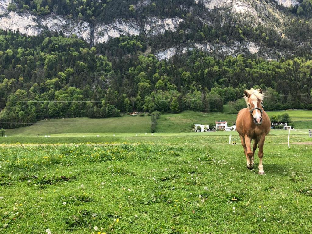 Altri animali domestici presso l'agriturismo o nei dintorni