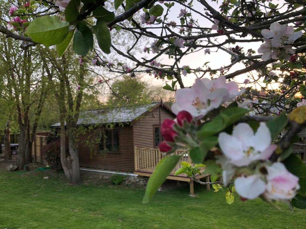 Zahrada ubytování Cosy dog friendly lodge with an outdoor bath on the Isle of Wight