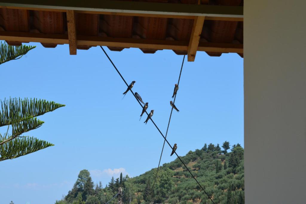Fotografie z fotogalerie ubytování Petros Giatras - Rooms v destinaci Zakynthos Town