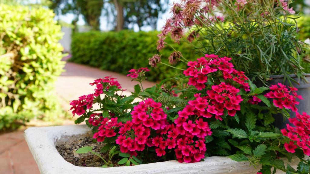 Zahrada ubytování Irem Garden Hotel & Apartments