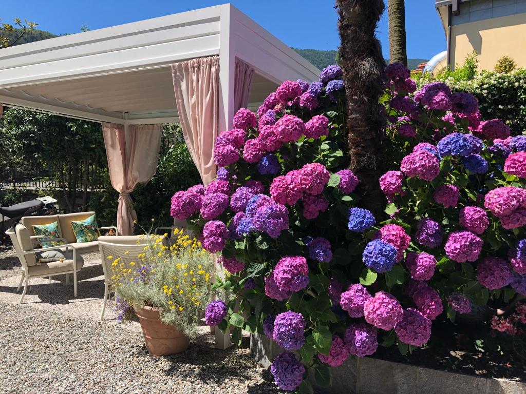 un montón de flores moradas y azules en un jardín en Hotel Antica Stallera, en Cannobio