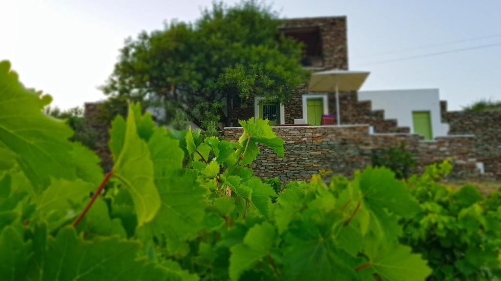 ein Haus hinter grünen Pflanzen und einem Gebäude in der Unterkunft Cycladic Vineyard House in Apollonia