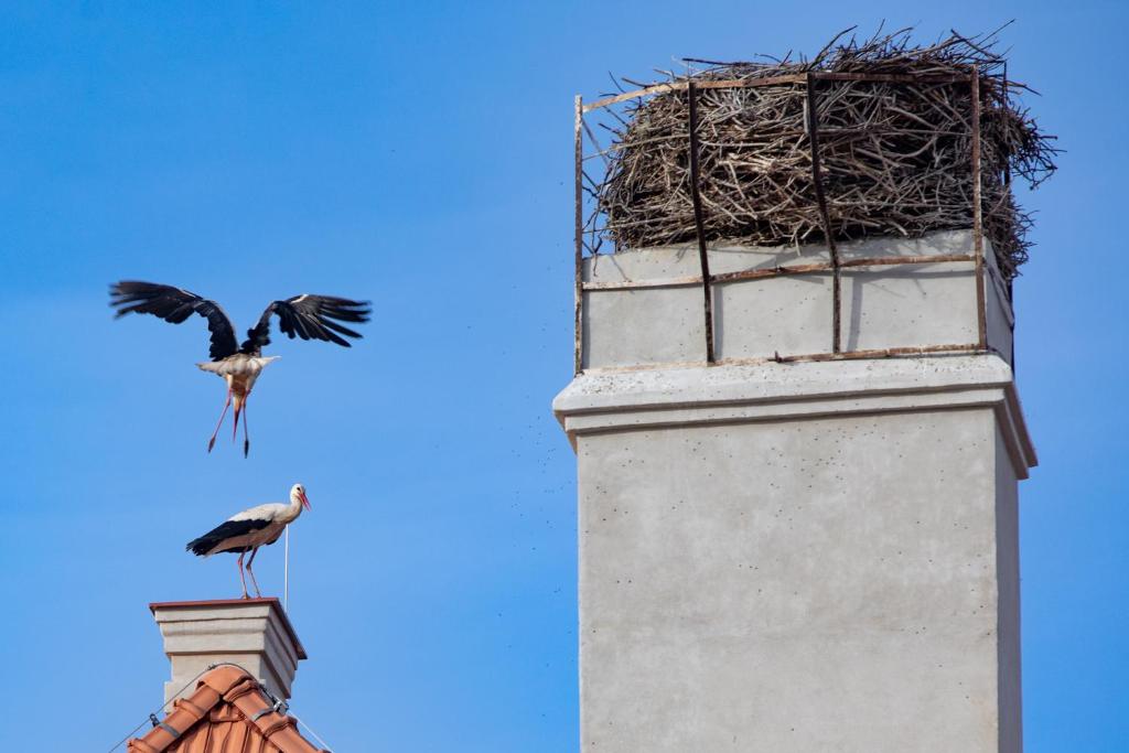 Zvířata v hotelu nebo okolí