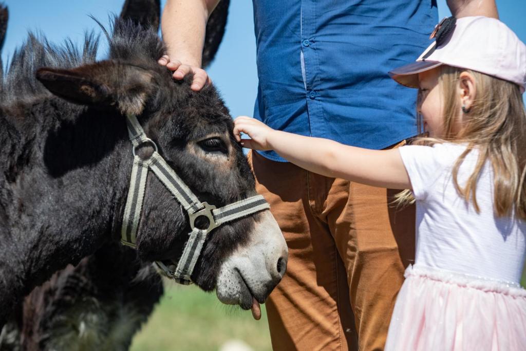 Zvířata v hotelu nebo okolí