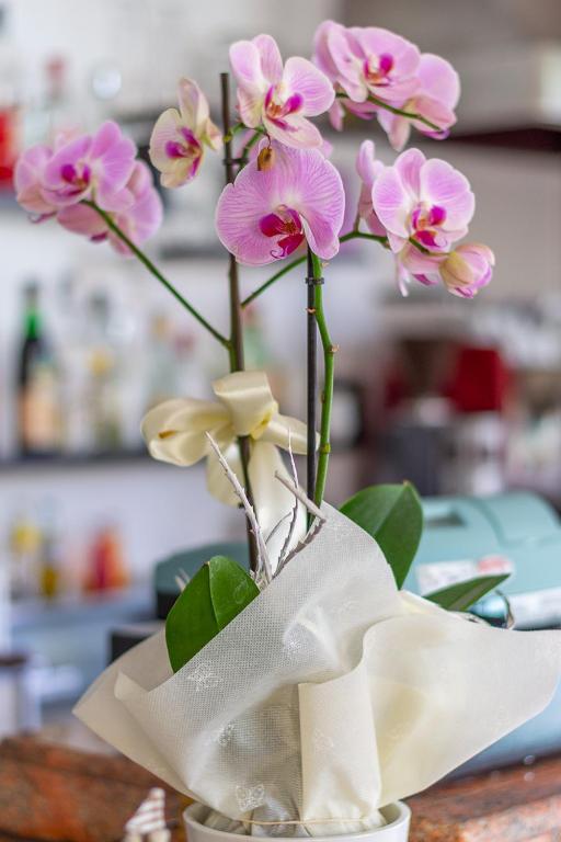 Fotografie z fotogalerie ubytování Hotel Ascot v destinaci Cervia