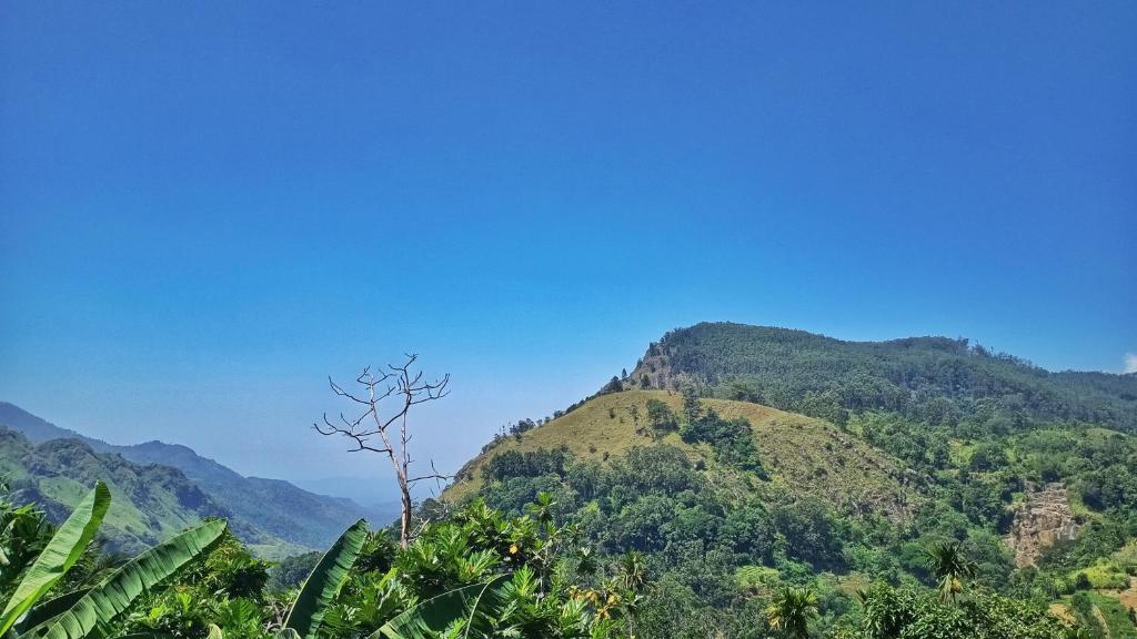 Blooming Rose Ella - 11