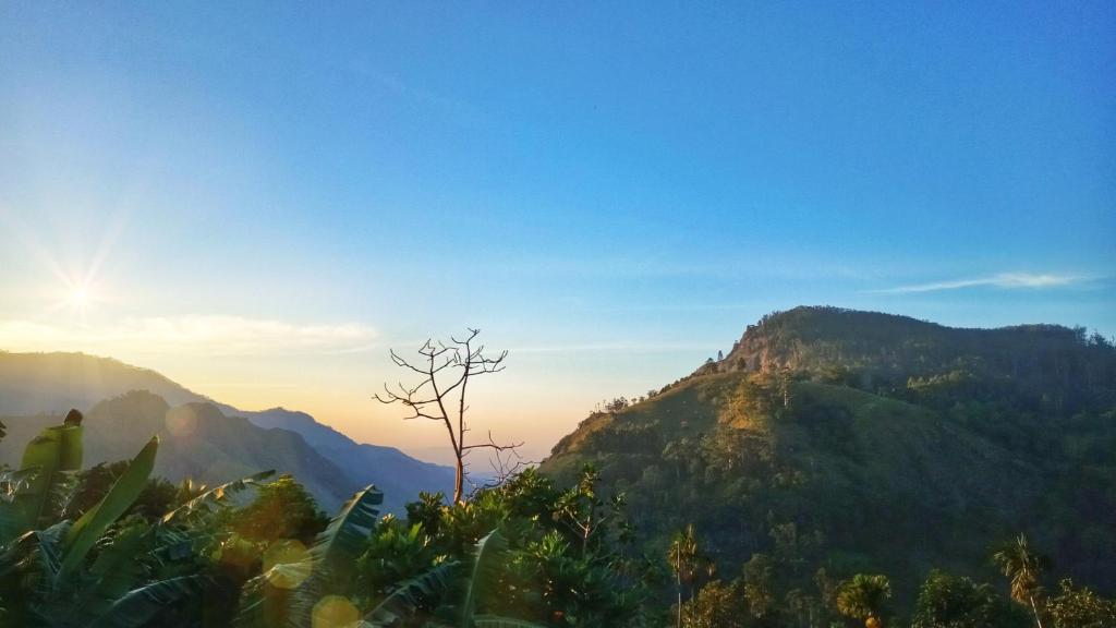 Blooming Rose Ella - 10