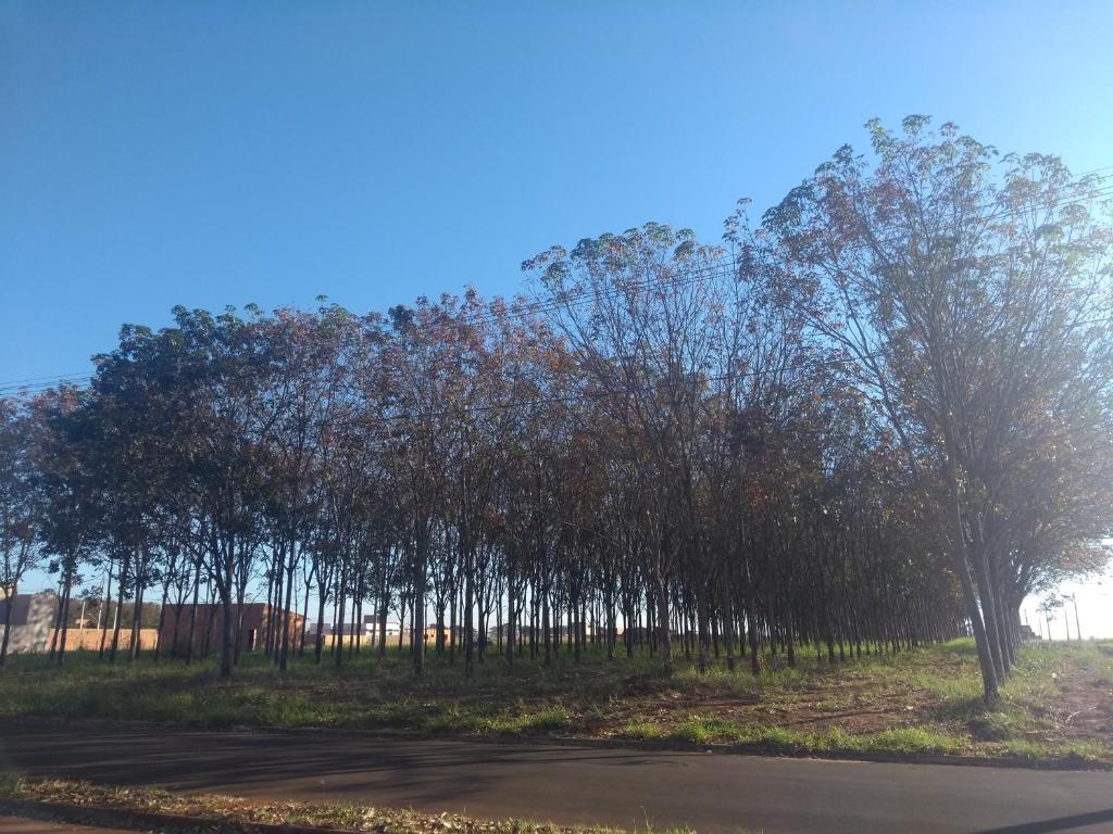  Vô Pedrinho