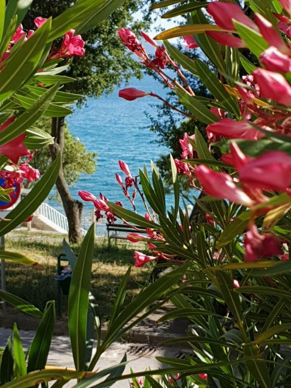 a view of the ocean from a garden with flowers at D&M APARTMAN 2 in Selce
