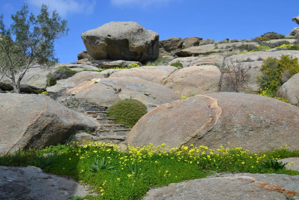 un montón de rocas con flores amarillas. en Villa Vrachos en Agios Prokopios