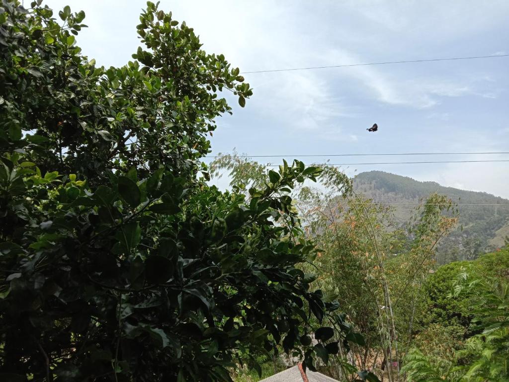 Little paradise Homestay - Chambre Double Avec Vue Sur Montagne