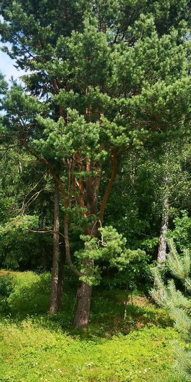 Zahrada ubytování FOREST PALANGA RESORT