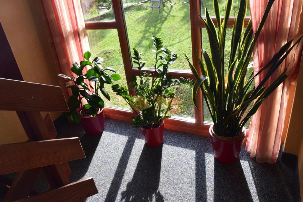 Zahrada ubytování Pension Appartement Ambrosi