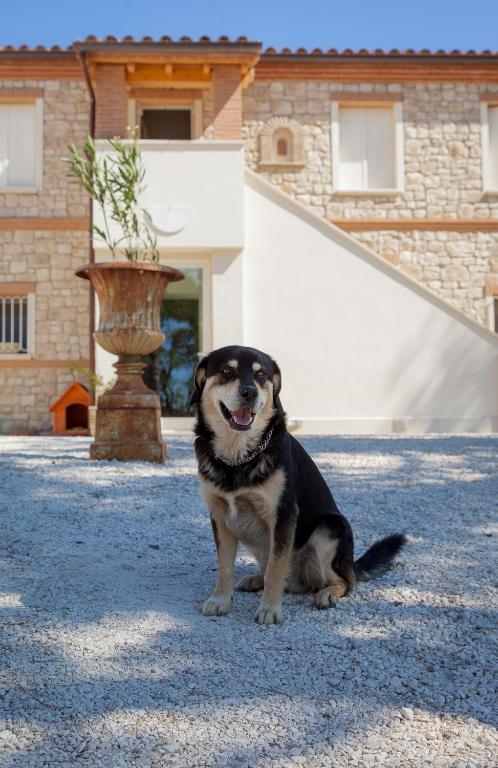 Domácí mazlíčci ubytovaní s hosty v ubytování Borgoparvo Countryvilla